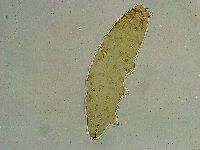 Platicrista angustata image