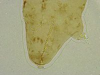 Platicrista angustata image
