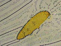 Platicrista angustata image