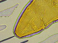 Platicrista angustata image