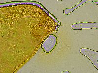 Platicrista angustata image