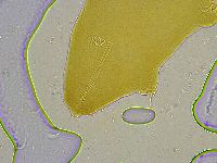 Platicrista angustata image