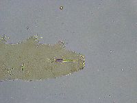 Platicrista angustata image
