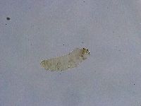 Platicrista angustata image