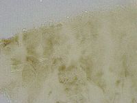 Platicrista angustata image