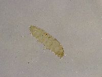 Platicrista angustata image