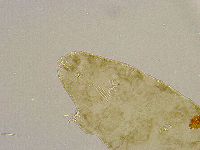 Platicrista angustata image