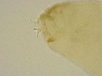 Platicrista angustata image