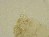 Platicrista angustata image