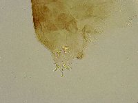 Platicrista angustata image