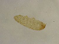 Platicrista angustata image