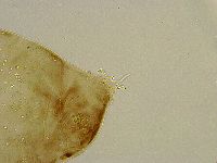 Platicrista angustata image