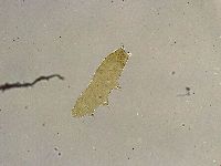 Platicrista angustata image