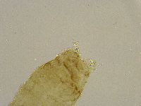 Platicrista angustata image