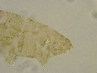 Platicrista angustata image
