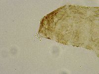 Platicrista angustata image