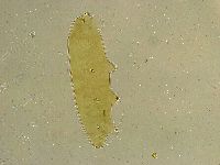Adropion belgicae image