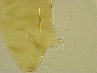 Adropion belgicae image
