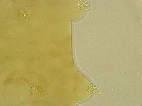 Adropion belgicae image