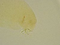 Platicrista angustata image