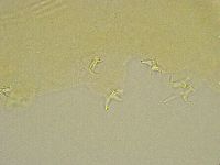 Platicrista angustata image