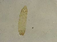 Platicrista angustata image