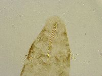 Platicrista angustata image