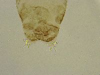 Platicrista angustata image