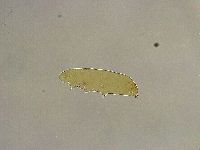 Platicrista angustata image