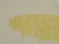 Platicrista angustata image