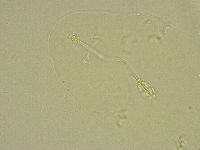 Pilatobius bullatus image