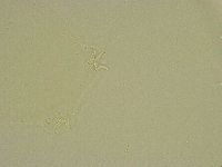 Pilatobius bullatus image