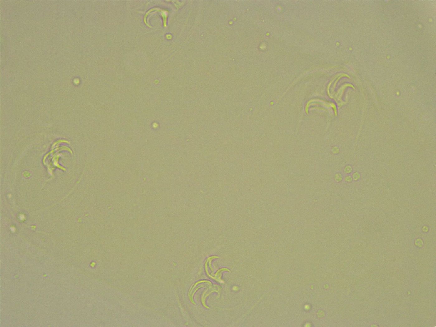Pilatobius bullatus image