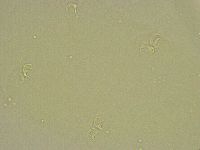 Pilatobius bullatus image