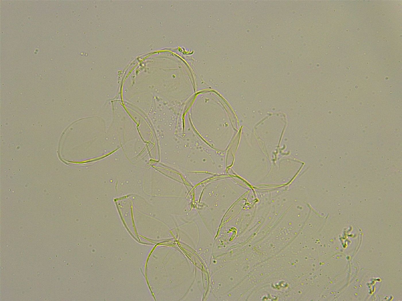 Pilatobius bullatus image