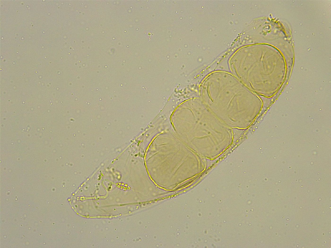 Diphascon chilenense image