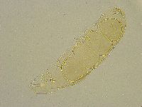Diphascon chilenense image