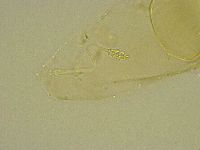 Diphascon chilenense image