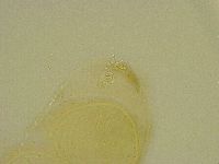 Diphascon chilenense image