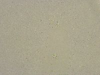 Diphascon chilenense image