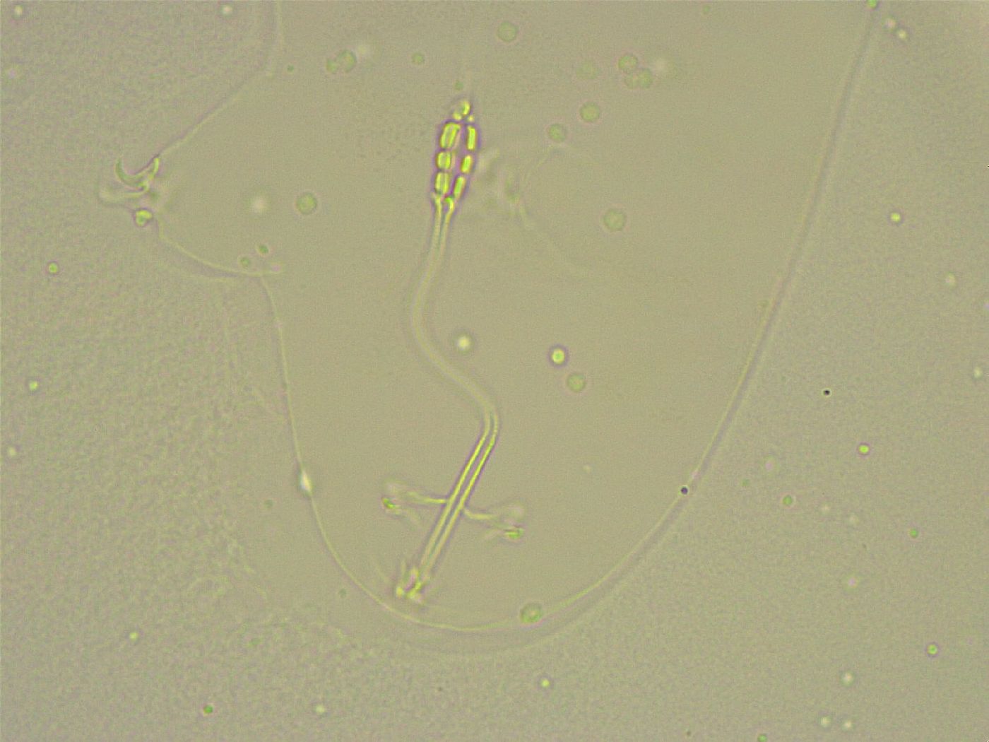 Diphascon chilenense image