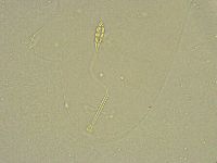 Diphascon chilenense image