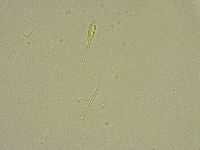 Diphascon chilenense image