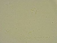 Diphascon chilenense image