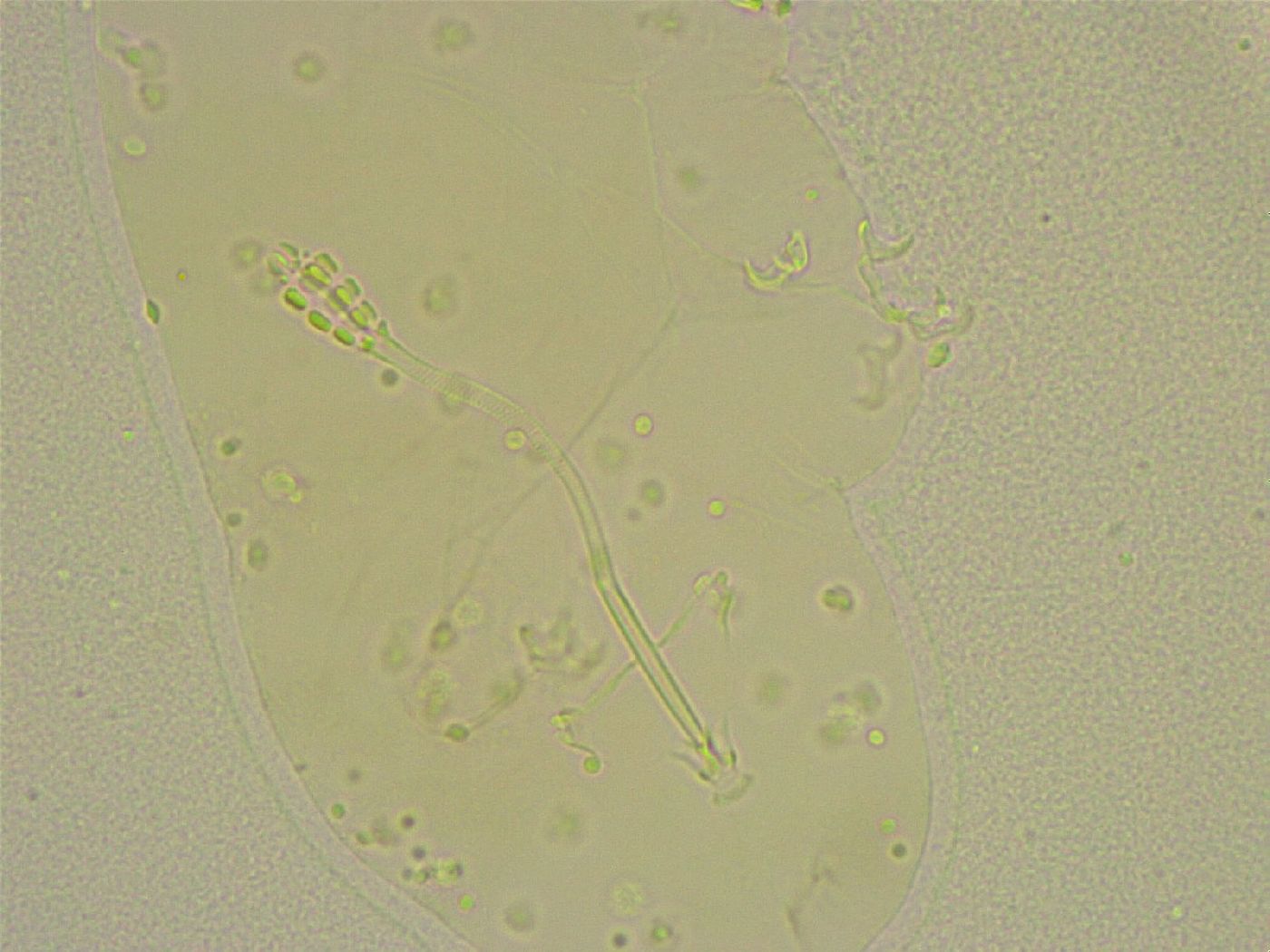 Diphascon chilenense image