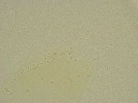 Diphascon chilenense image