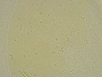 Diphascon chilenense image