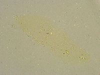 Diphascon chilenense image