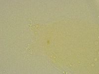 Diphascon chilenense image