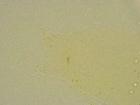 Diphascon chilenense image